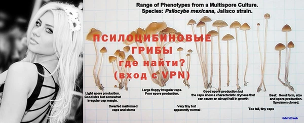 амф Пересвет